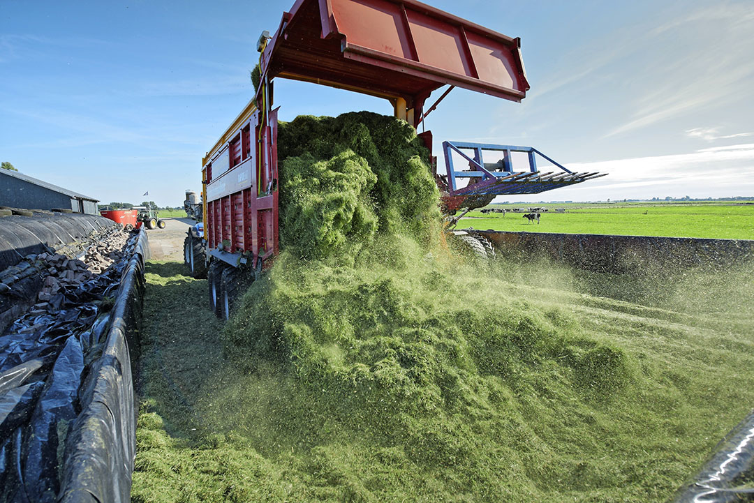 Grasbedrijven kunnen goedkoper melken en ruwvoer maken dan bedrijven met veel mais in het rantsoen. Qua CO2-productie doen bedrijven met een gemiddeld aandeel mais het beter.