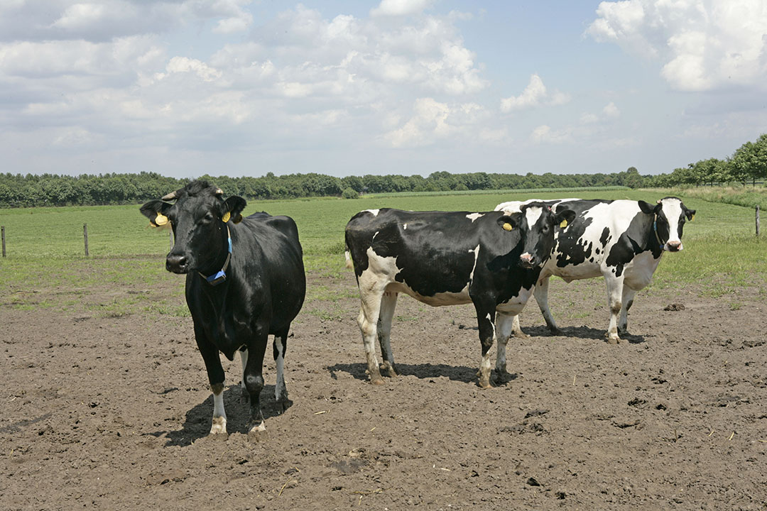 Droge koeien in een uitloopje. Naarmate koeien ouder worden, lopen ze meer risico op melkziekte omdat de lichaamsfuncties sneller uit balans zijn. - Foto: Jan Willem Schouten