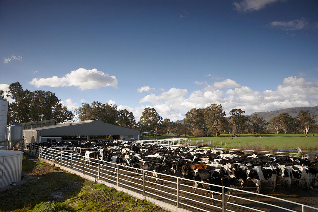Australische melkveehouders nemen heft in eigen handen
