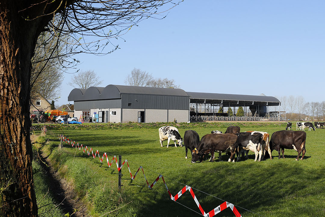 De huiskavel op de locatie in Volkel is groot genoeg en voldoet daarmee aan de norm van grondgebonden melkveehouderij (huiskavel van maximaal 10 melkkoeien per hectare). De koeien krijgen hier voor het tweede jaar weidegang. De stal op deze locatie moet in 2022 een nieuwe emissiearme vloer hebben.