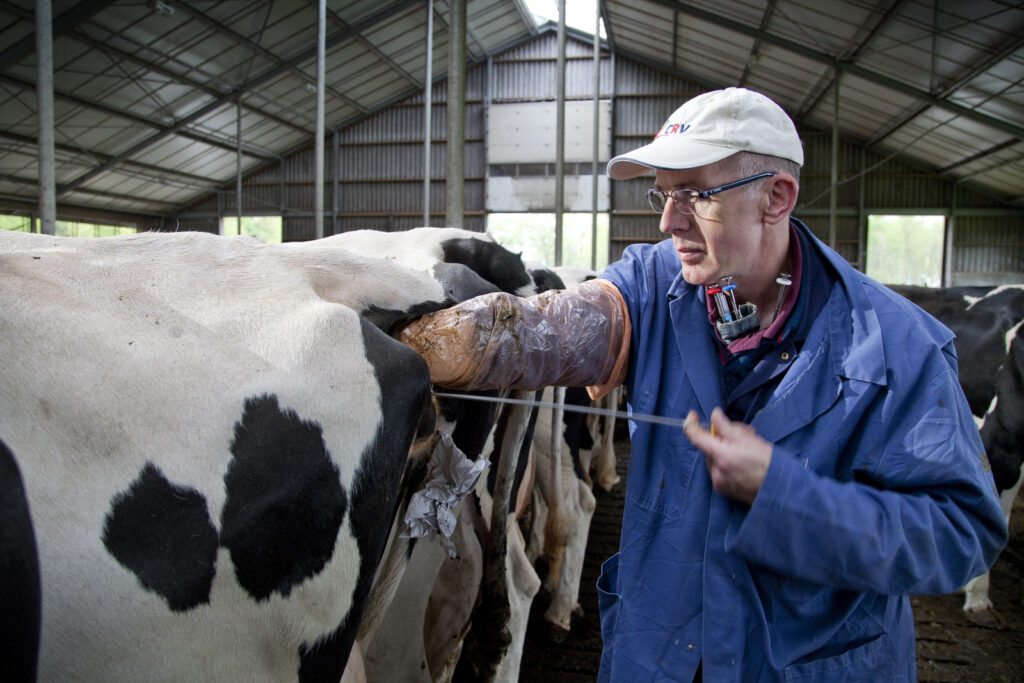 Buitenlandse Melkveerassen Over Hoogtepunt Melkvee100plus