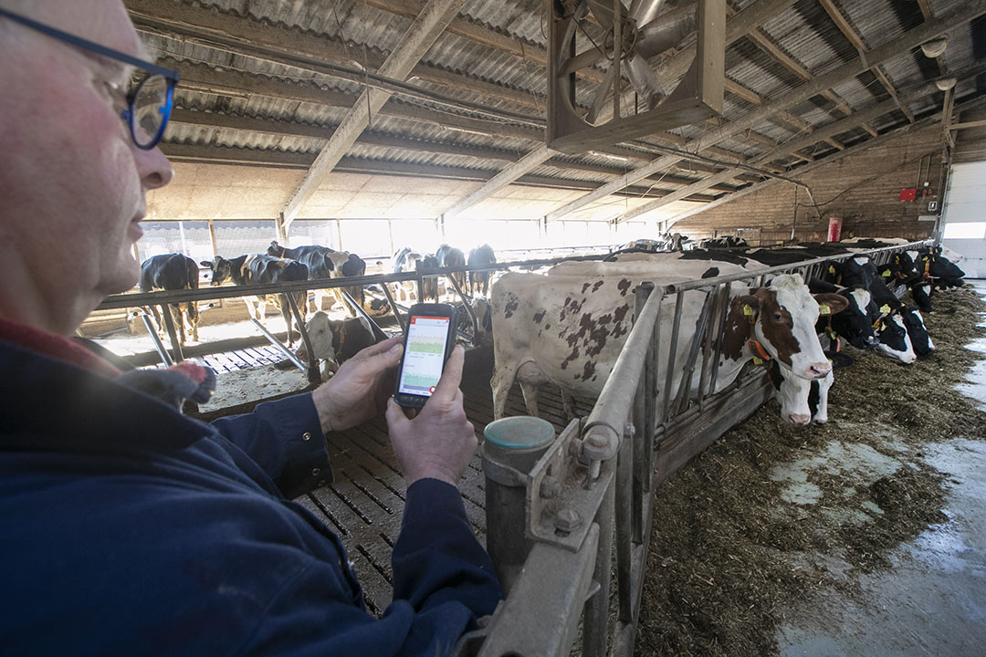 Sensoren met bijbehorende managementsystemen helpen om zieke koeien vroegtijdig op te sporen. Voor een koe zichtbaar afwijkt, verandert het minder zichtbare gedrag vaak al. - Foto: Hans Banus