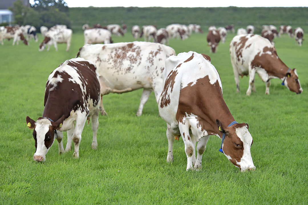 Tot nu toe is bij weidend vee niet bekend hoeveel vers gras zij opnemen.