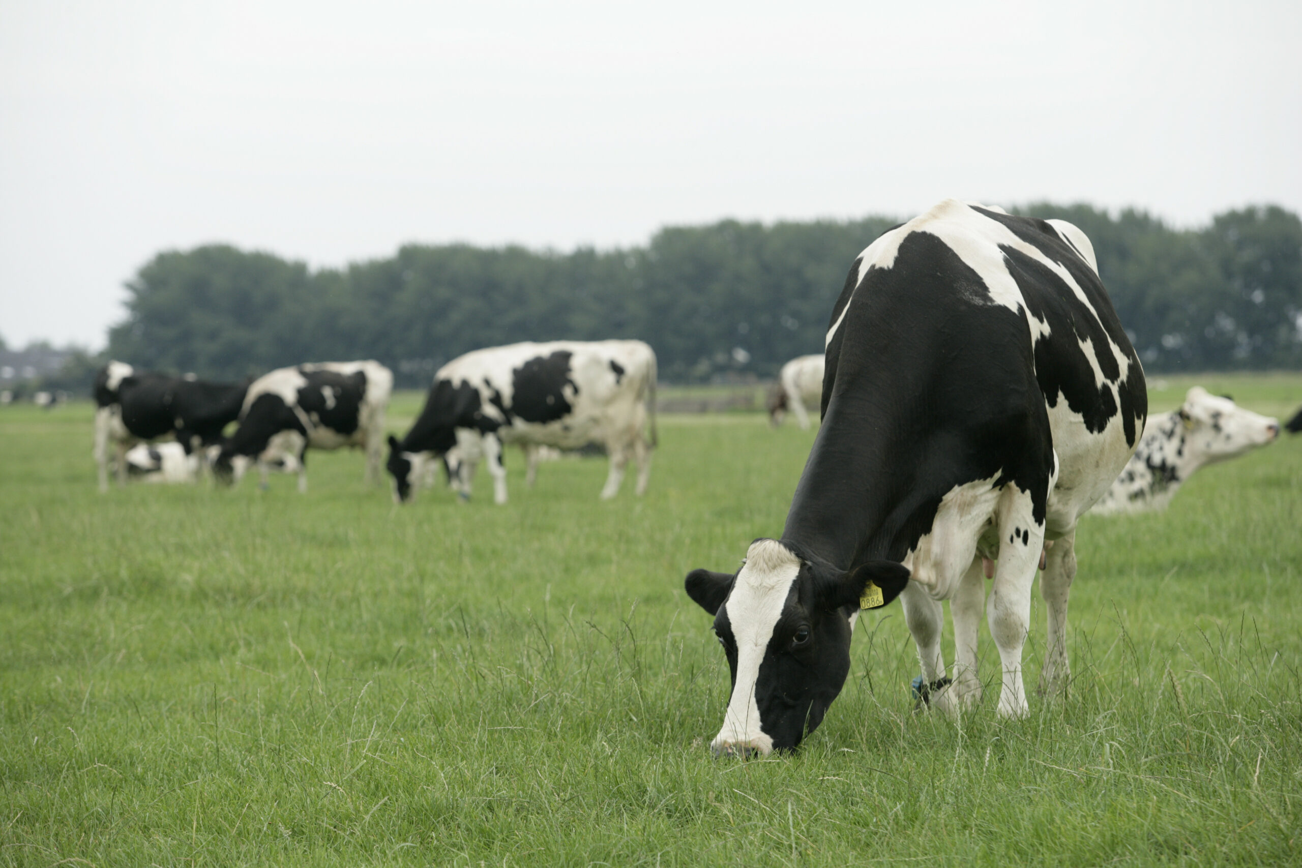 De komende jaren moet de uitstoot van broeikassen omlaag. Een langere levensduur van de koeien en rantsoenaanpassingen zijn daarvoor nodig.