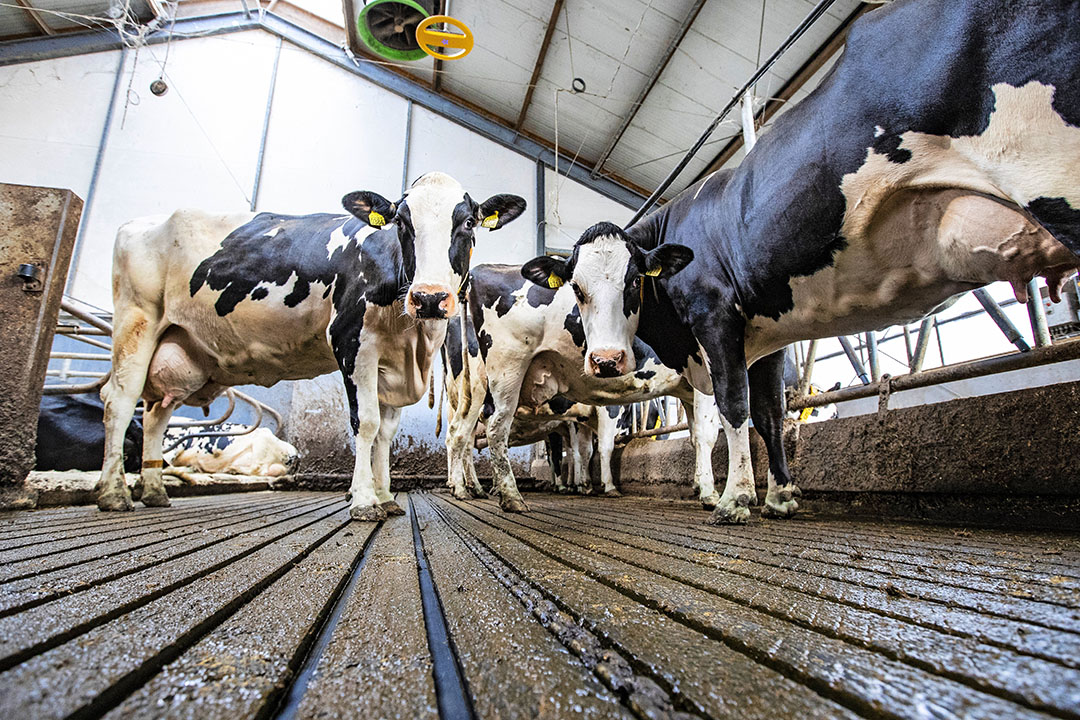 De melkveehouderij heeft te maken met opgaven rondom ammoniak en methaan. Aanzuren van mest kan helpen de emissies van beide stoffen vanuit de stal en tijdens de aanwending op het land te verlagen, blijkt uit onderzoek en praktijkervaring in Denemarken. - Foto: Ronald Hissink
