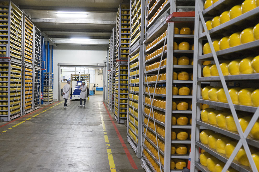 Kaasopslag van FrieslandCampina in Marum. De Europese kaasexporteurs kunnen in het laatste kwartaal profiteren van de lagere kaasprijs ten opzichte van de Verenigde Staten en Nieuw-Zeeland.