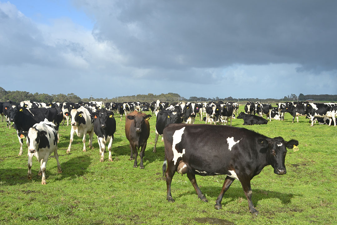 Het Canadese pensioenfonds PSP legt zich dit jaar vooral toe op de aankoop van melkveehouderijen in Australië.