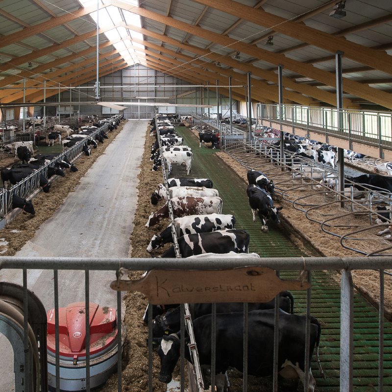 Melkproductie sterk toegenomen met nieuwe stal
