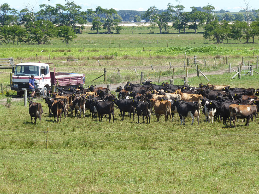 Chinees verkoop groot Australisch melkveebedrijf