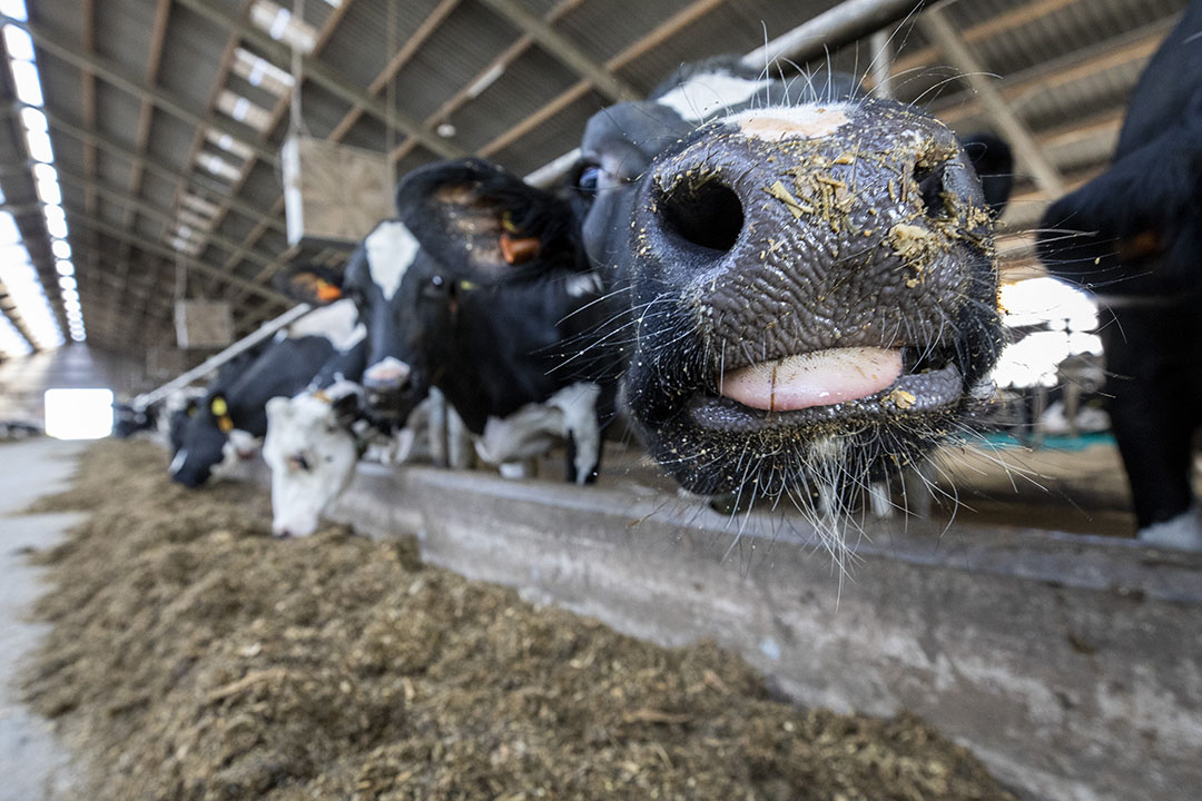Koe aan het voerhek. Wat voor rantsoen je ook aan droge koeien voert, het moet ten alle tijden smakelijk zijn zodat koeien er veel van kunnen vreten. - Foto: Anne van der Woude