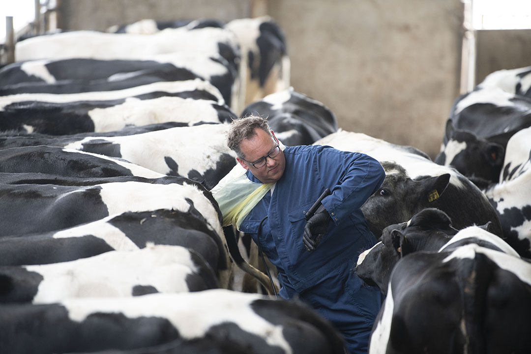 Vaak wordt verondersteld dat koeien met een hoge melkproductie minder goed drachtig raken. Fokdoel en een goed management maken een verschil. - Foto: Mark Pasveer