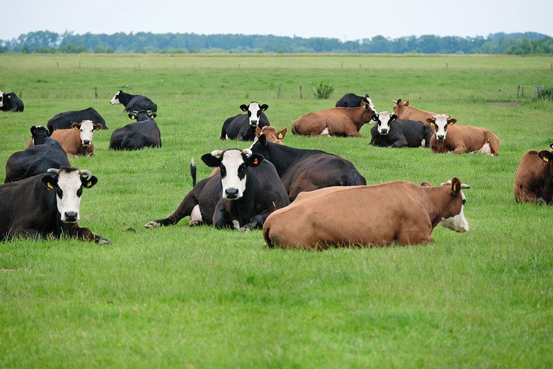 Voor wat betreft de melkveehouderij ziet de Dierenbescherming over 30 jaar het liefst alleen nog maar dubbeldoelrassen.