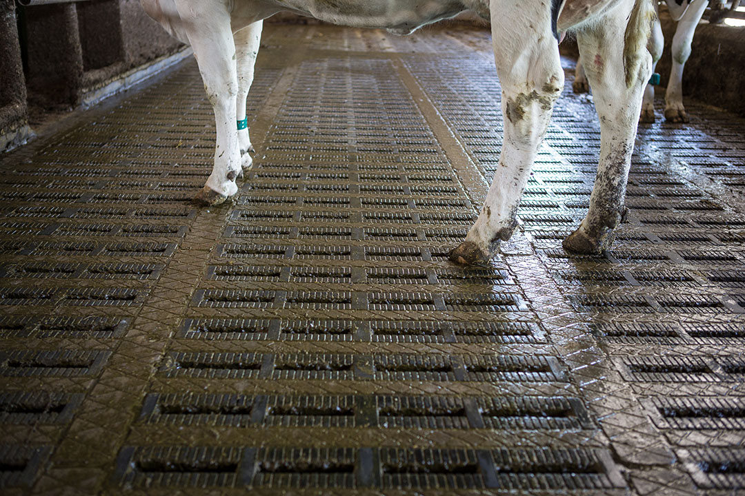 DLV Advies stelt dat veehouders twijfelen of ze moeten investeren in een emissiearme vloer in bestaande stallen. - Foto: Peter Roek