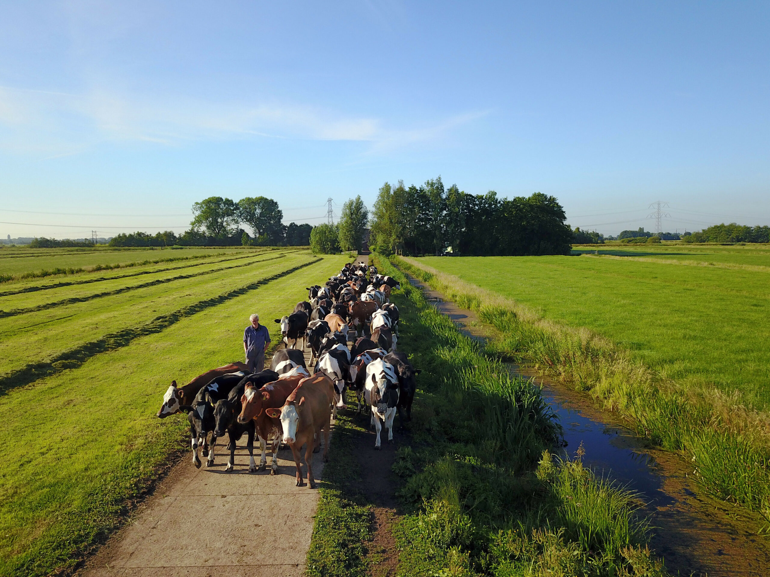 De koeien van Jan Graveland komen naar huis. Met zelf gras meten en een Feedwedge voor overzicht van de voorraad krijgt hij  grip op gras .