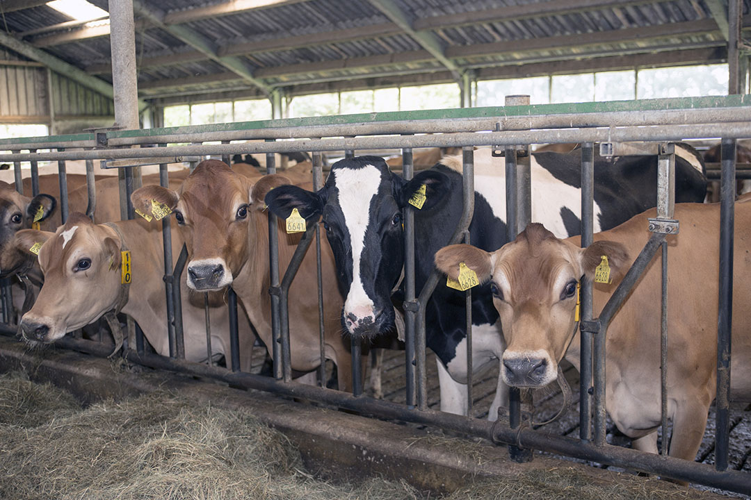 Vanaf 2014 is Pieter de Vries in Lelystad zijn Holsteinveestapel geleidelijk gaan vervangen door Jerseys. Via natuurlijk verloop gaan de laatste Holsteinkoeien weg.