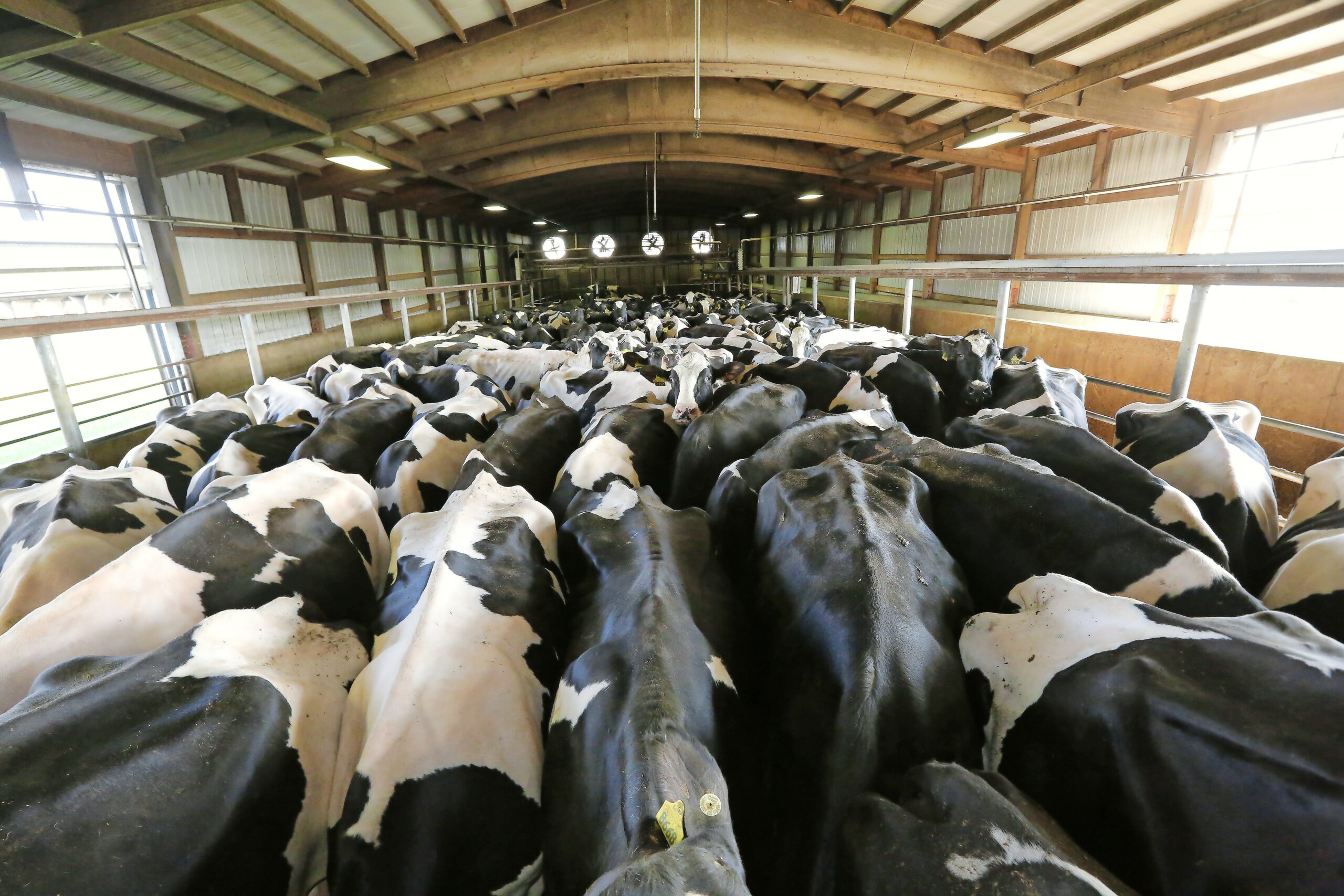 Wachtruimte op een groot melkveebedrijf in Wisconsin, de staat die zich graag profileert als America's Dairyland.