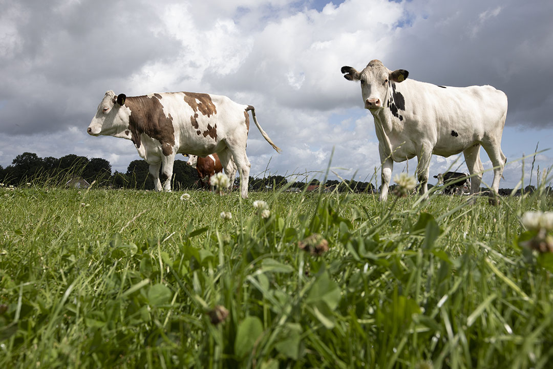 Biologische melkveehouders hebben te maken met een eigen ruwvoermarkt. Daardoor worden ze tijdens droogte geconfronteerd met hoge prijzen voor aankoop van extra ruwvoer.