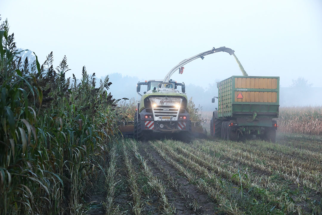 De oogst van sorghum half augustus 2020. Sorghum kan mogelijk in vruchtwisseling met mais worden benut in de melkveehouderij. - Foto: Henk Riswick