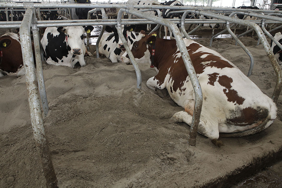 Vrijloopstal koeien kunnen makkelijker gaan liggen en opstaan. Ook liggen koeien ruimer in deze stallen en hebben zij minder last van kreupelheid.