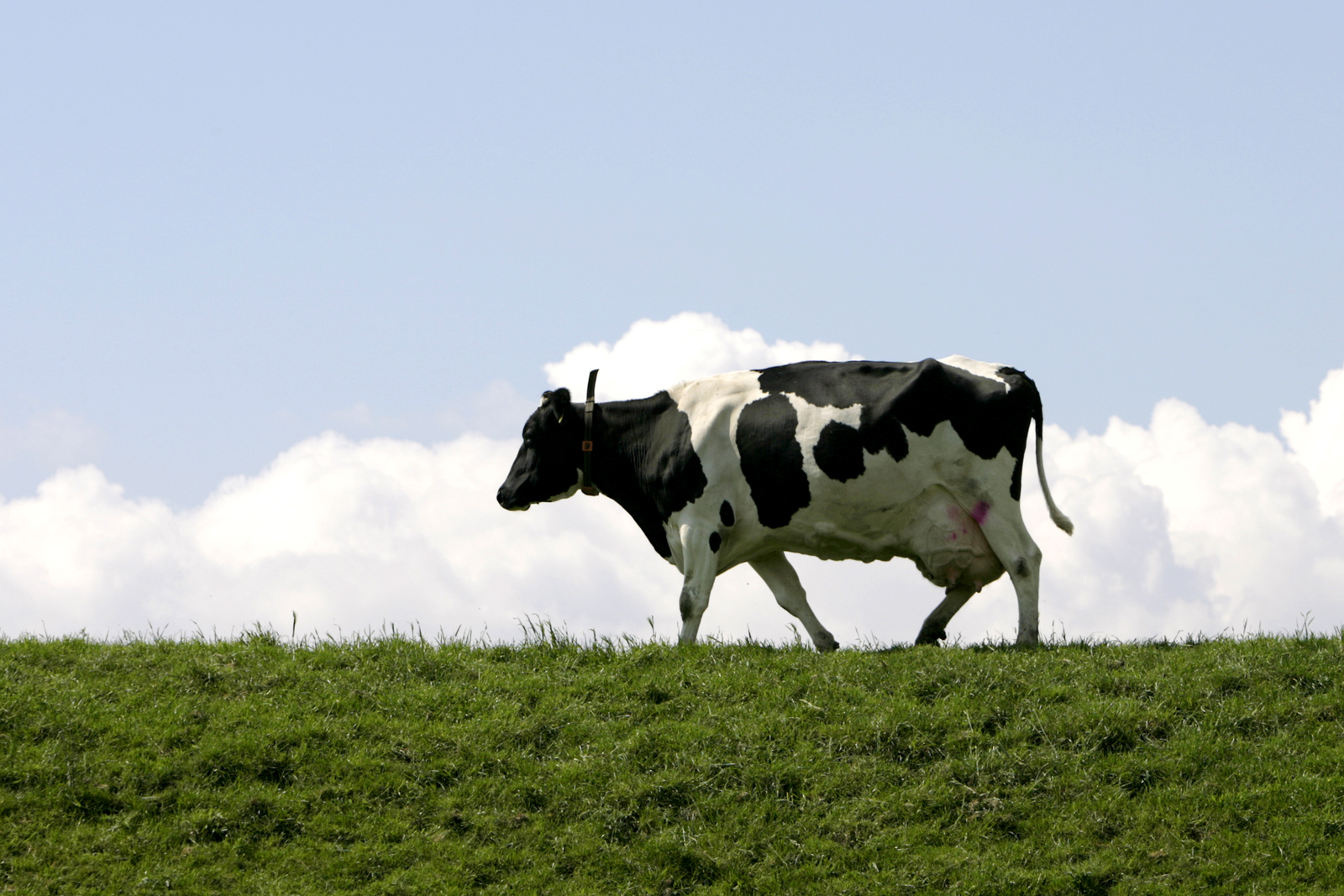 Fosfaatrechten? Zet eerst een koe op de horizon!