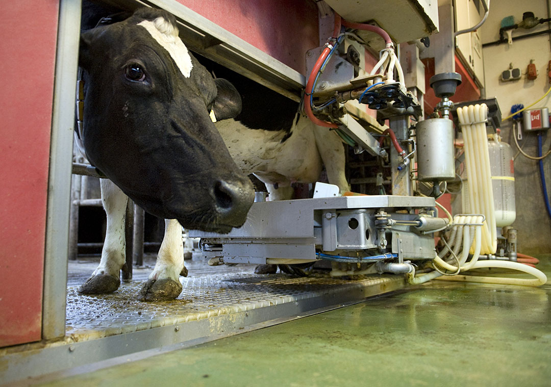 Koe en melkrobot