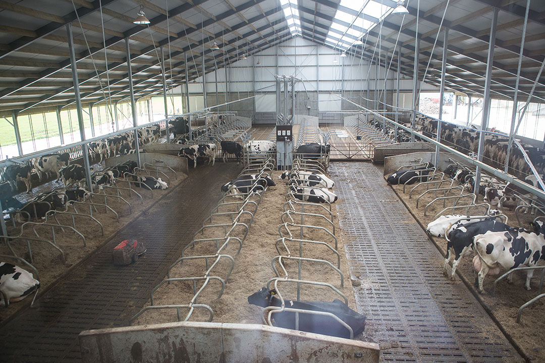 Veel veehouders neigen naar optimalisatie. Investeren in productierechten hoort daarbij om de stal optimaal bezet te houden.