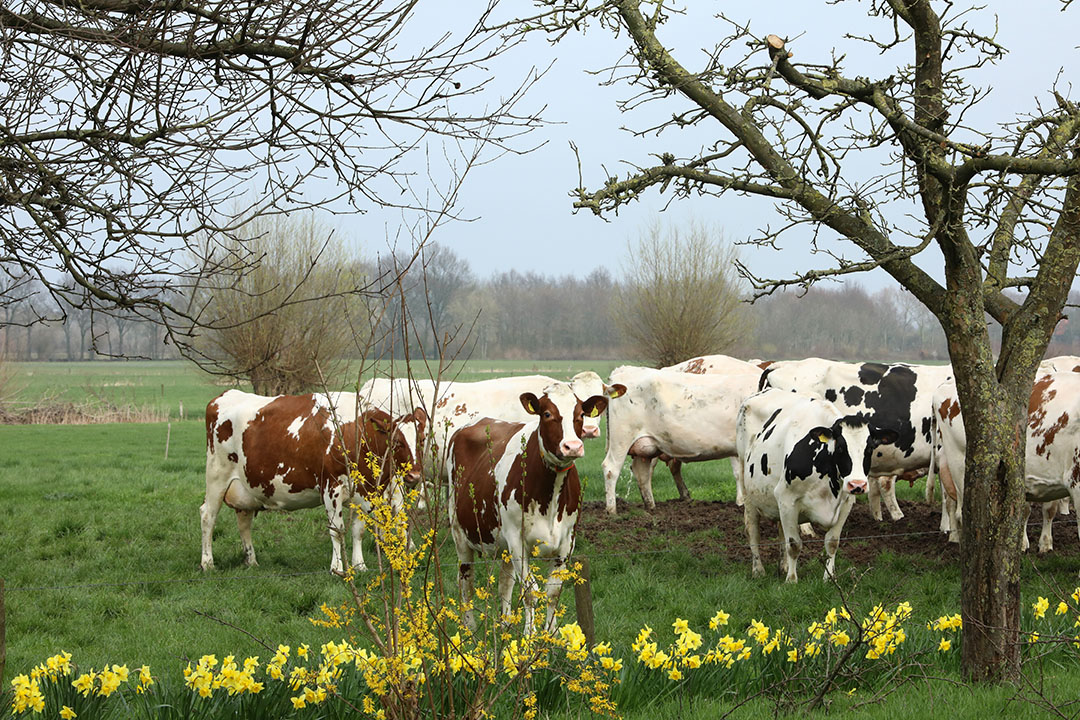 Steeds meer Duitse boeren kopen grond in Nederland