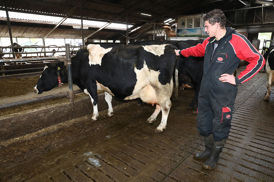 Melkveehouder Reinder Boekesteijn in Voorst (Gld.) haalt een gemiddelde leeftijd bij afvoer is 7 jaar en 10 maanden met een productie van 58.974 liter. Zijn koe Menke is 11 jaar en 7 maanden en heeft inmiddels de grens van 100.000 liter gepasseerd.