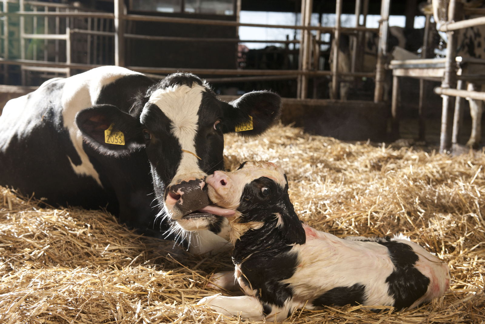 De vruchtbaarheid van koeien kan verbeteren met optimale voeding van droge en verse koeien, goede tochtdetectie, scannen van koeien op dracht en afwijkinge en het beperken van inteelt om embryonale sterfte te voorkomen.
