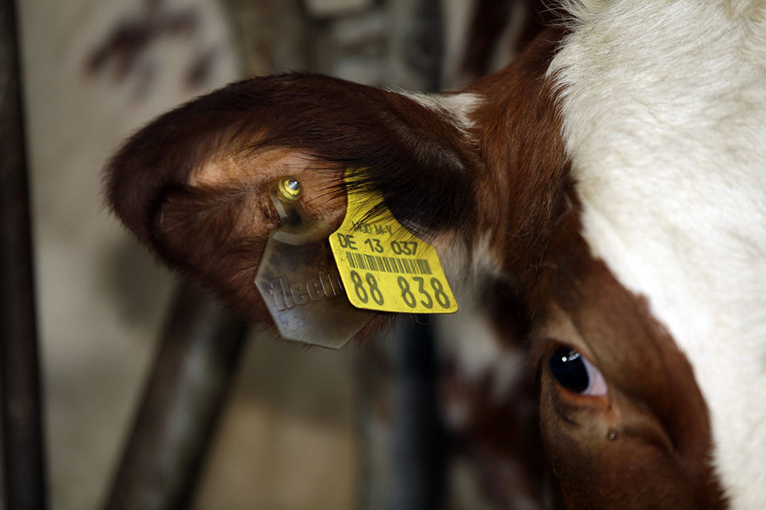 Laat bij aanvoer van vee uit het buitenland altijd de dieren checken op verschillende dierziekten. Houd de dieren tot de uitslag er is in quarantaine. - Foto: Henk Riswick
