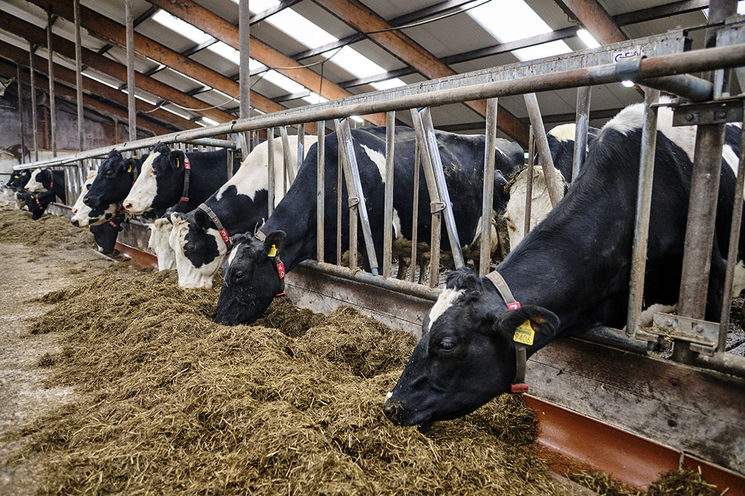 Het project koe en eiwit streeft naar een ruweiwitgehalte in het rantsoen van 155 gram per kilo droge stof. - Foto: Fred Libochant