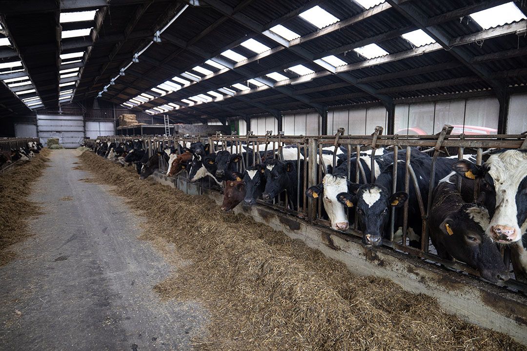 Melkveehouderij: jongvee in stal. - Foto: Peter Roek