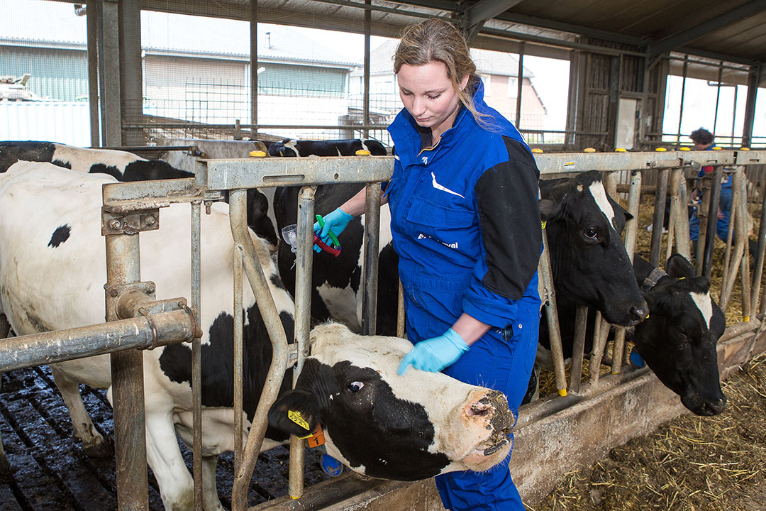 407870 Dierenarts Lara van Bijnen (28) aan het werk met het inenten van melkvee bij de familie van Beek in Terheijden.