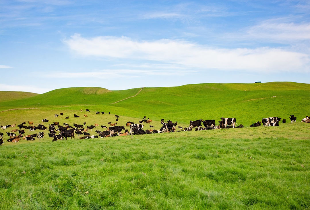 De negen boerderijen die te koop staan, zijn bedoeld voor koeien die het grootste gedeelte van het jaar buiten zijn.