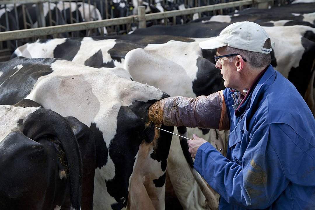 Voor de meeste veehouders blijft insemineren met Holstein het doel. Het aandeel inseminaties dat verricht wordt met andere rassen ligt zo rond de 8 %