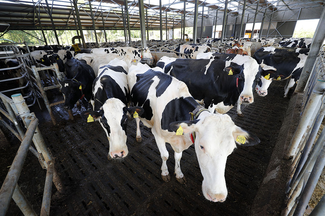 Door het uitbreiden van de leasemogelijkheden kunnen melkveehouders een groter deel financieren zonder tussenkomst van een bank. Voor de Nederlandse omstandigheden lijkt de noodzaak hiervoor echter beperkt.