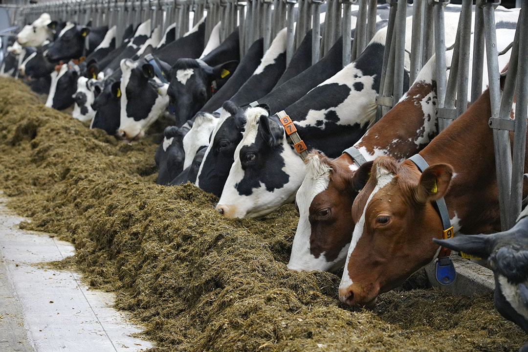 Volgens de BLHB lijkt het erop dat het hof het systeem van het melkquotum in het fosfaatrechtenstelsel doortrekt, zonder dat hardop te zeggen. - Foto: Ruud Ploeg