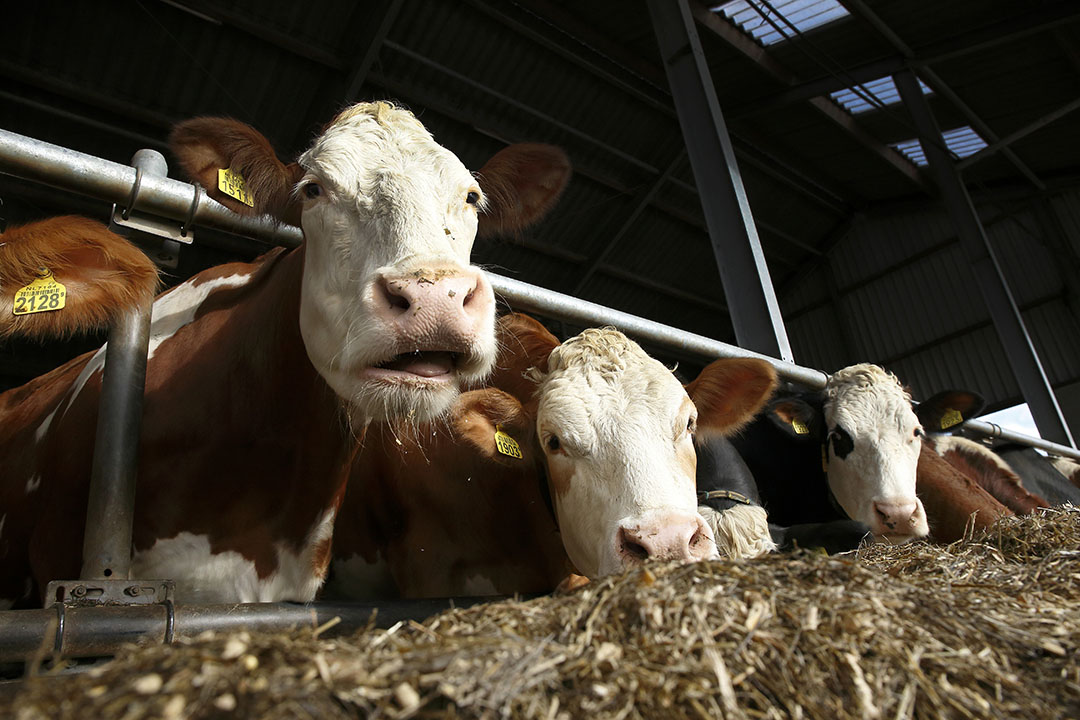 De rantsoensamenstelling heeft grote invloed op de mate waarin koeien methaan uitstoten. Verder is er een sterk verband met voerefficiency van de veestapel. Met het rantsoen is dus te sturen.