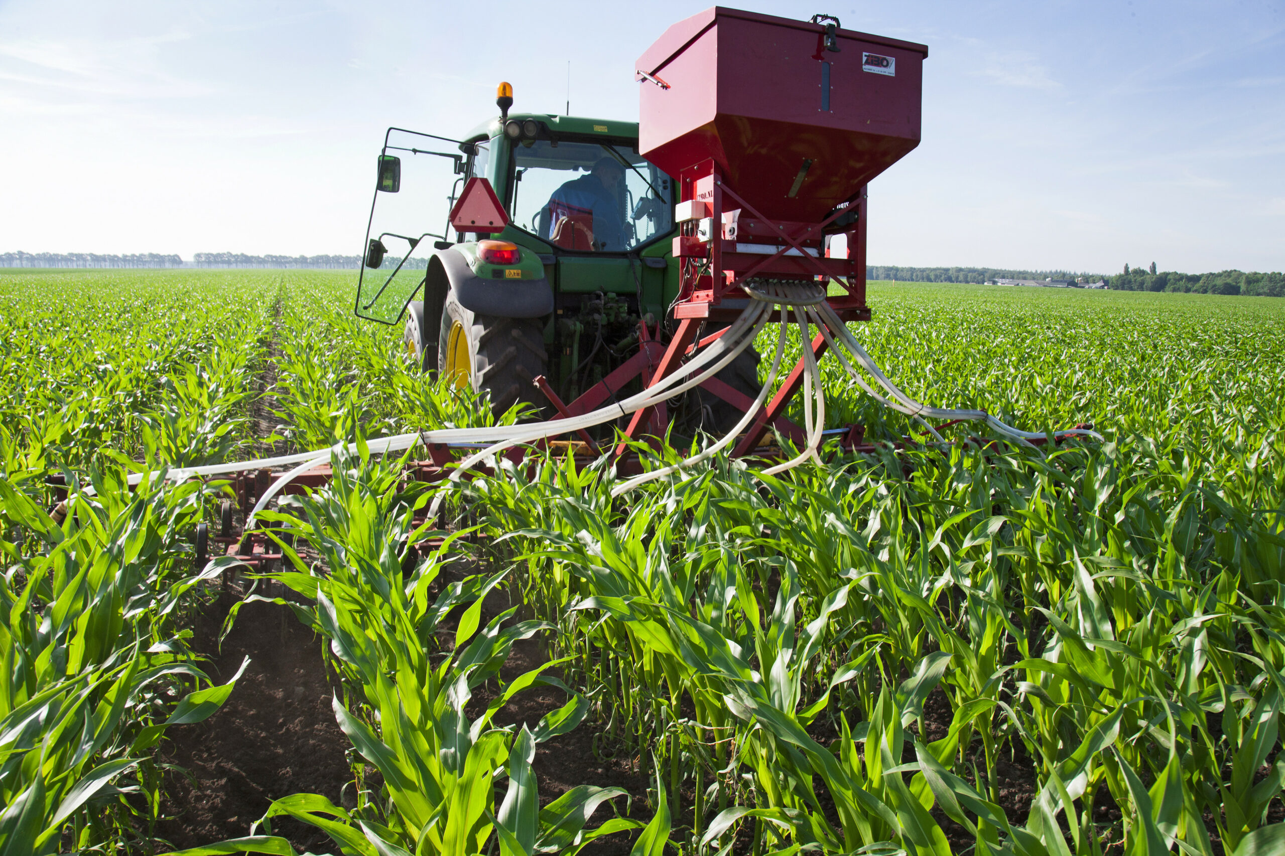 Door het onderzaaien van een vanggewas in mais worden meststoffen later in het seizoen beter benut en dat is goed voor de kringloop op het bedrijf. Foto: Hans Banus