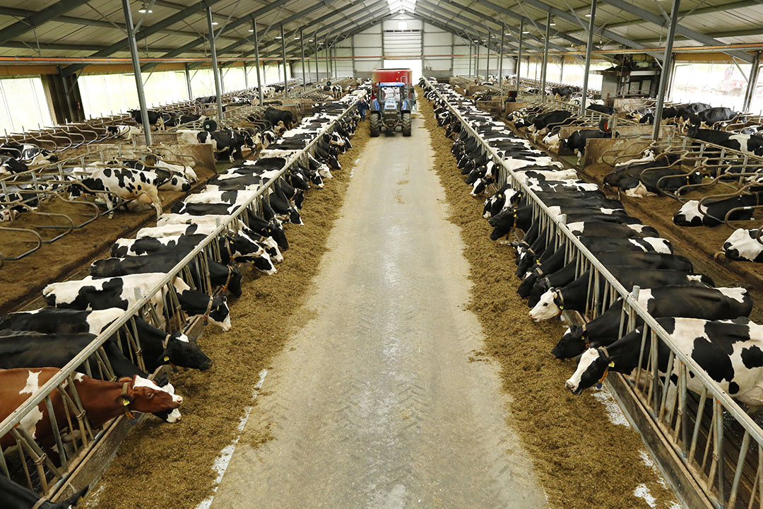 ligboxenstal waar veehouder aan het voeren is, TMR-rantsoen voor het voerhek. Gemaakt bij familie van Schie, Lelystad.  TMR Constant  Cow stable with eating cows