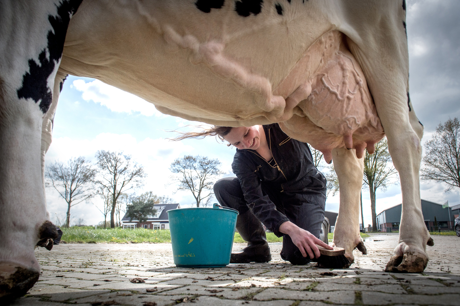 Laura Winter toiletteert een van haar koeien. Ze heeft de beste veestapel van Nederland. - Foto: CRV