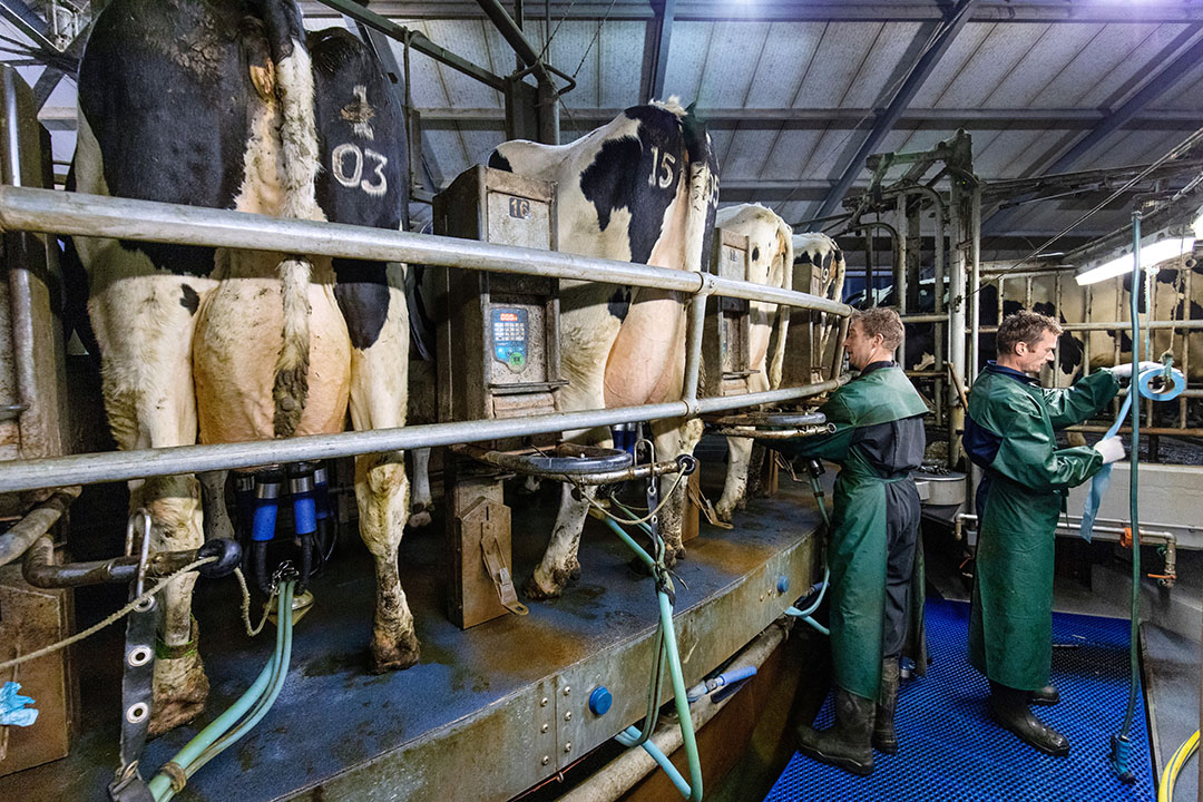 Maatschap van Eck melkt meer dan 400 koeien