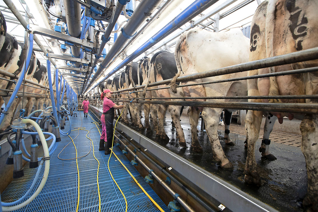 Het gemiddeld bedrijf ontving een melkprijs van ¬  37,76 per 100 kilo melk. Vooral in de laatste maanden van het jaar steeg de melkprijs snel. - Foto: Hans Banus