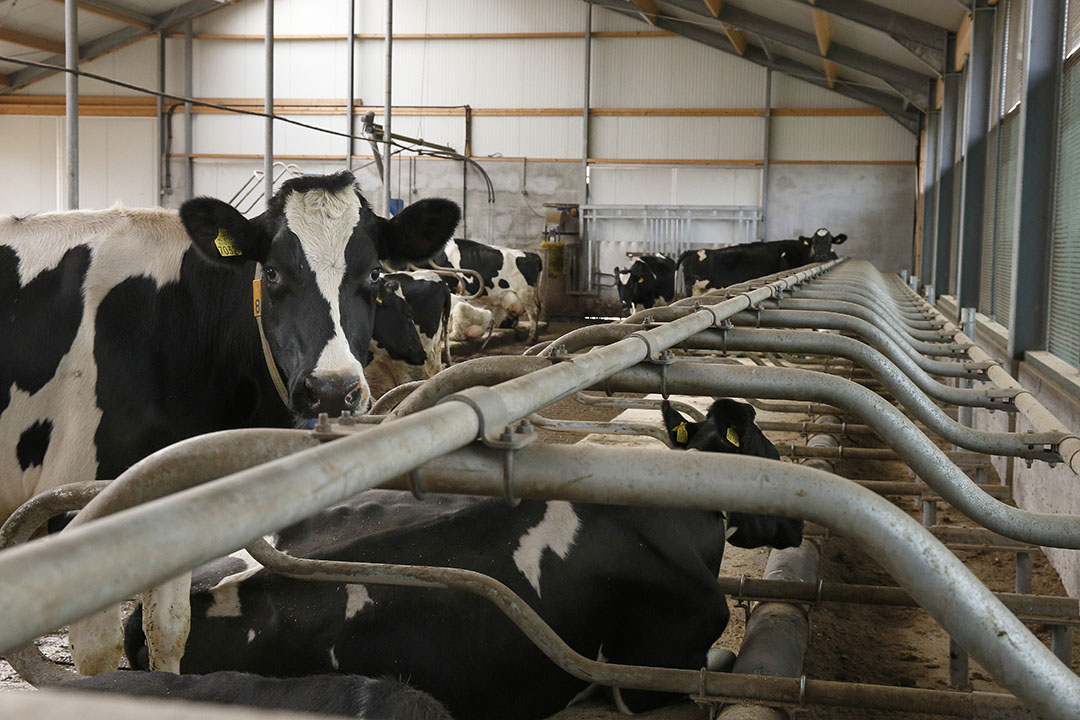 Wetsvoorstel moet melkveehouders flexibiliteit bieden als blijkt dat ze aan het eind van het jaar een hoeveelheid fosfaat te kort komen. - Foto: Hans Prinsen