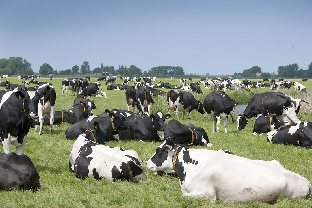 Een weiland  lekker vol  koeien in de wei bij firma Ruyter in Schagen. De firma past omweiden toe met 240 melkkoeien op percelen van 5 en 8 hectare. - Foto: Mark Pasveer