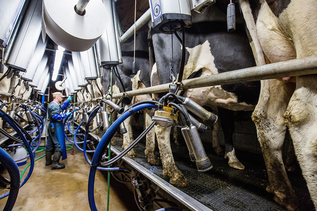Na jaren van middelmatige melkprijzen komt er eindelijk weer geld binnen. Hoe lager de kritieke melkprijs, hoe eerder en meer bedrijven profiteren van de hogere melkprijs. - Foto: Herbert Wiggerman