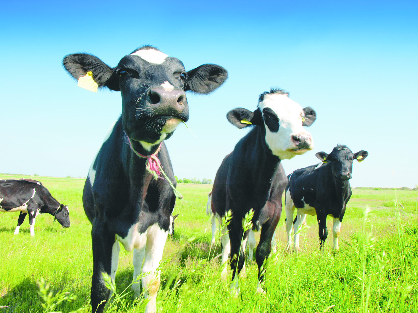 Fosfaatrechten voor de melkveehouderij: wat nu?
