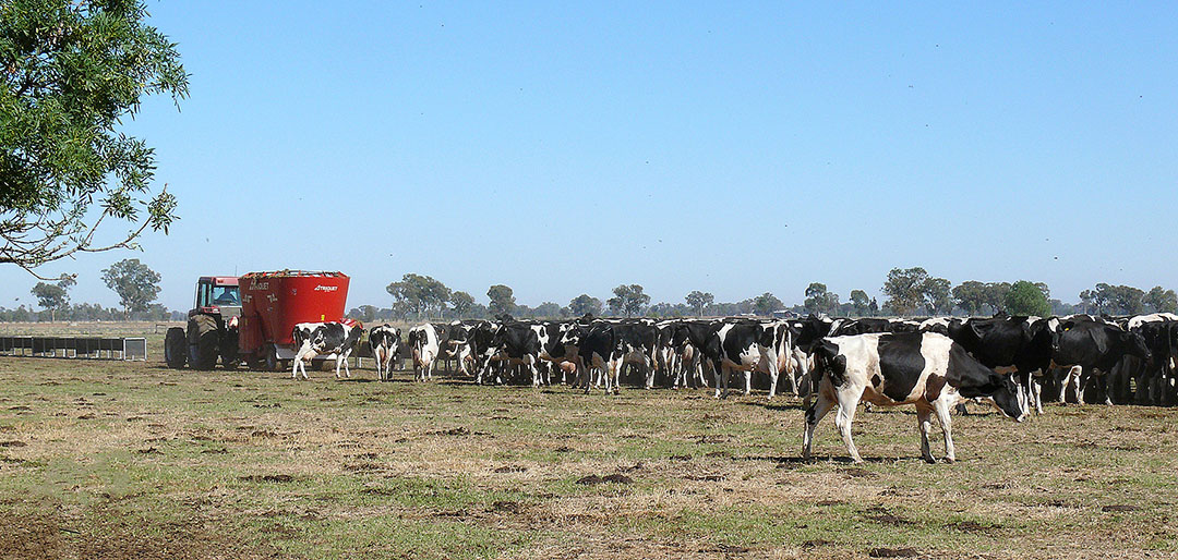 The 2007 drought forced the Spunners to feed the cows outdoors via a diet feeder.