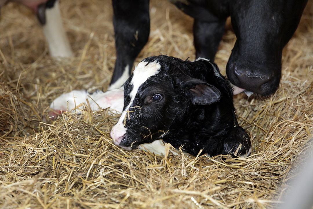 Het rumoer rond kalverersterfte zal leiden tot strengere eisen op het primaire melkveebedrijf, zo verwacht driekwart van de veehouders.