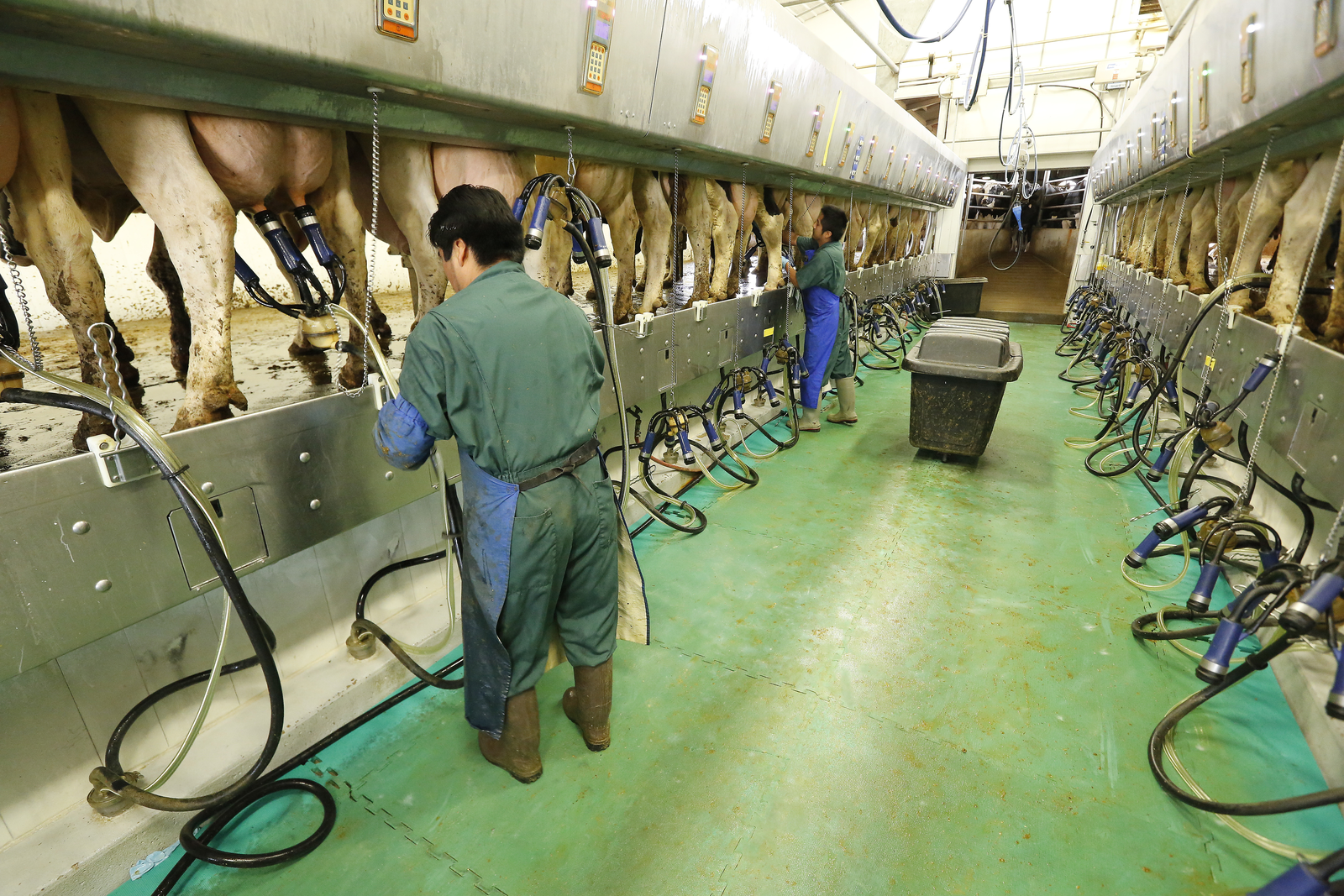 Flinke winstdaling op grote melkveebedrijven in VS